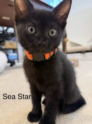 SEA STAR