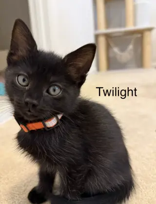 TWILIGHT