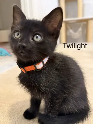 TWILIGHT