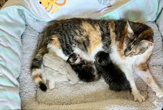 Bella