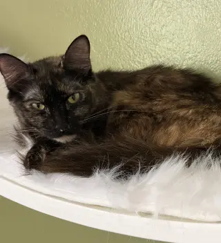 Clementine (& Geoffrey)