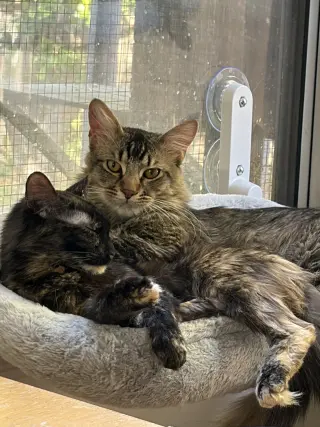 Clementine (& Geoffrey)