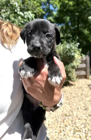 MOMMA IRIS' LITTER: SWEET POTATO