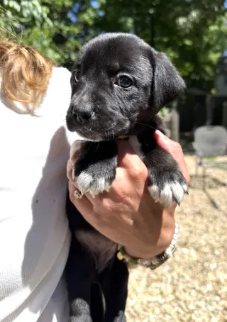 MOMMA IRIS' LITTER: SWEET POTATO