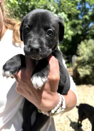 MOMMA IRIS' LITTER: SWEET POTATO