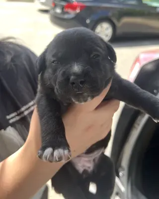 MOMMA IRIS' LITTER: SWEET POTATO