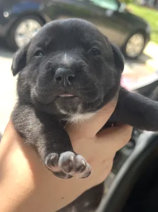 MOMMA IRIS' LITTER: SWEET POTATO