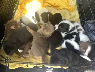 MOMMA IRIS' LITTER: SWEET POTATO