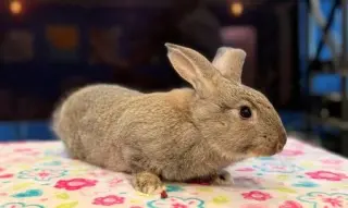 Jordi