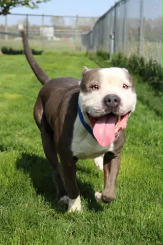 Travis (Sponsored Fee)