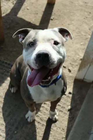 Travis (Sponsored Fee)
