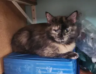 Bella