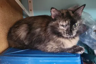 Bella