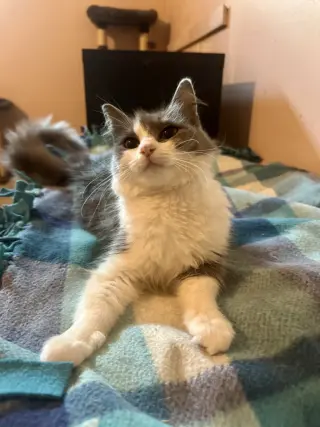 Lucy =^.^=