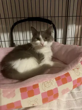 Lucy =^.^=