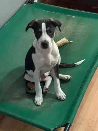 TOBOGGAN