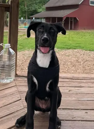 JOLIE