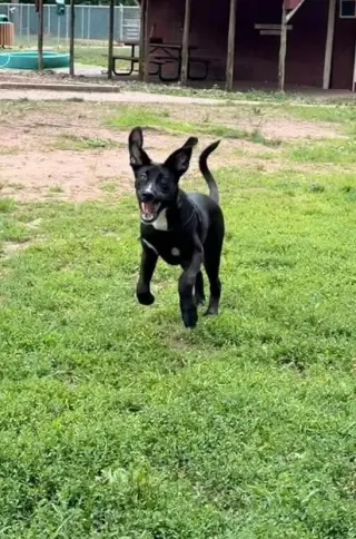 JOLIE