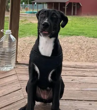 JOLIE