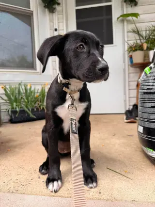 JOLIE