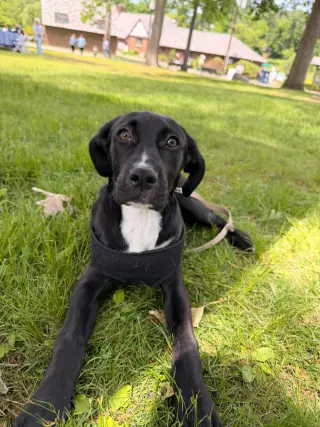 JOLIE