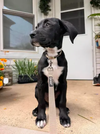 JOLIE