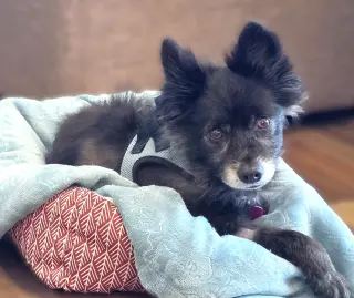 Sparky