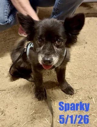 Sparky