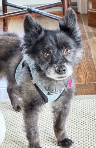Sparky