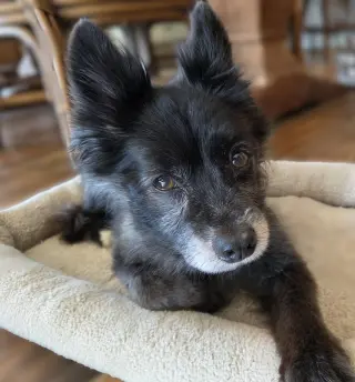 Sparky