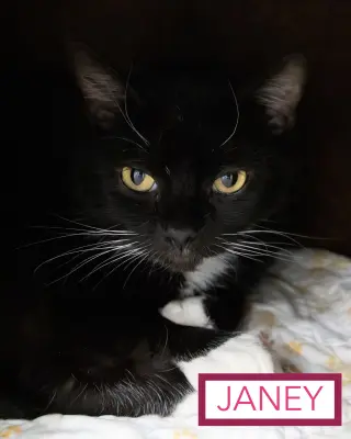 Janey (FCID# 04/20/2026 - 89 Trainer)