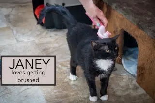 Janey (FCID# 04/20/2026 - 89 Trainer)