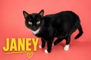 Janey (FCID# 04/20/2026 - 89 Trainer)