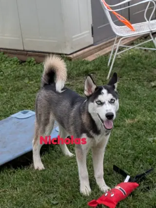 Nicholas