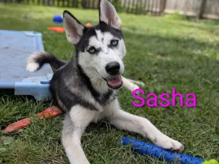 Sasha