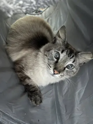 Cardoza Hawaii Napa