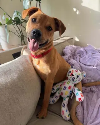 Roscoe (AL)