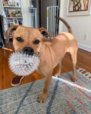 Roscoe (AL)