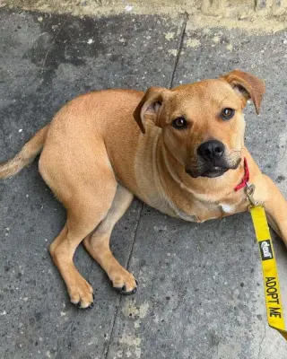 Roscoe (AL)