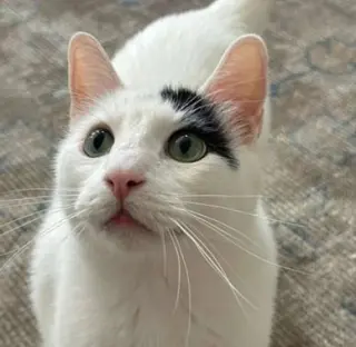 Percy
