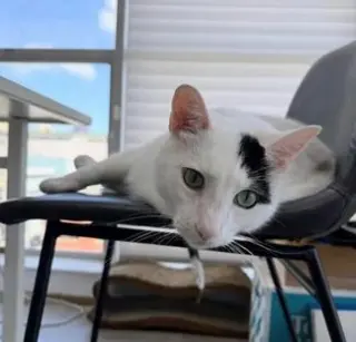 Percy