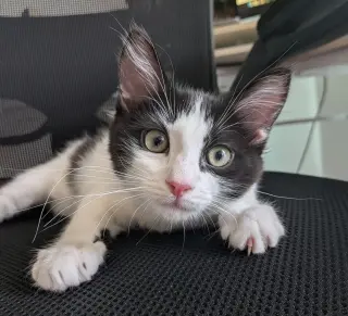 Oreo