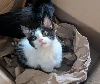 Oreo