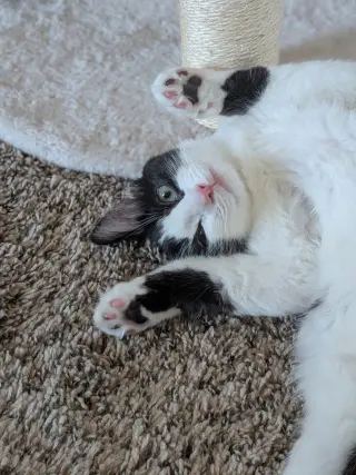 Oreo