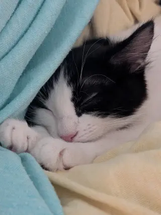 Oreo
