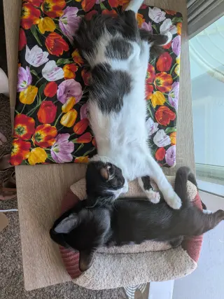 Oreo