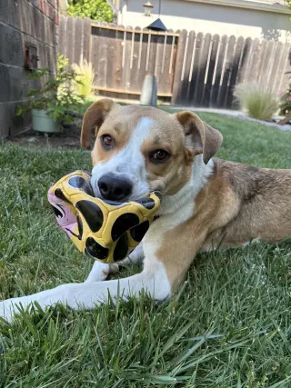 Bailey