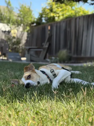 Bailey