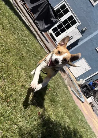 Bailey