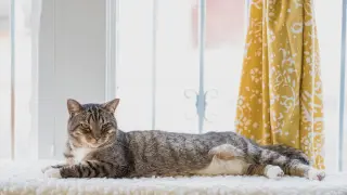 Denali